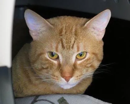An adult medium-sized male Domestic Short Hair cat named Pumpkin for adoption in West Seneca, NY