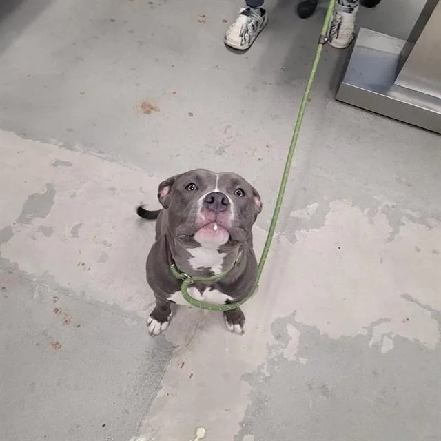 An adult large-sized female Pit Bull Terrier dog named Marva for adoption in Urbana, IL