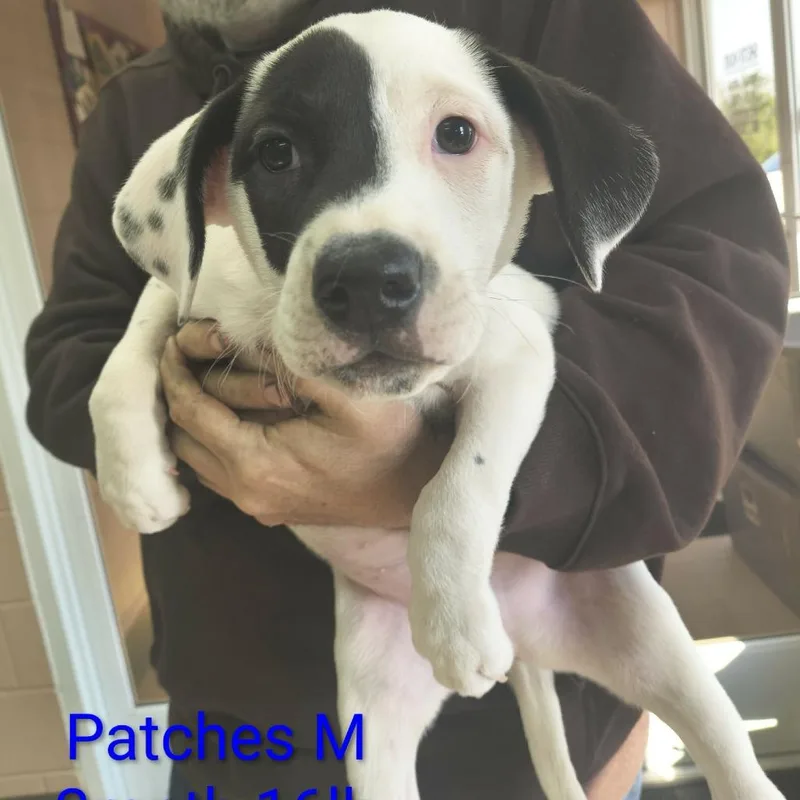 A baby medium-sized male White / Cream Mixed Breed dog named Patches for adoption in Fairfax Station, VA