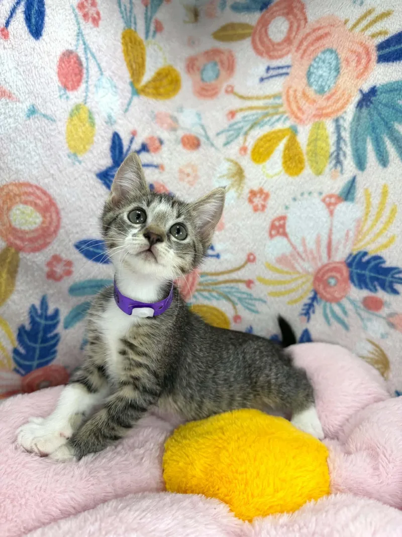 A baby small-sized female Domestic Short Hair cat named Faith for adoption in Tavares, FL