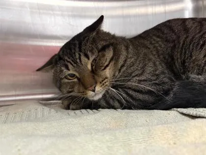 An adult small-sized male Domestic Short Hair cat named Munchkin for adoption in West Chester, PA