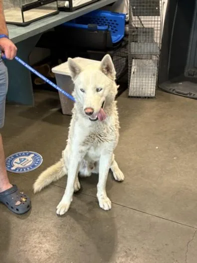 An adult large-sized male Husky dog named Gizmo for adoption in Van Nuys, CA
