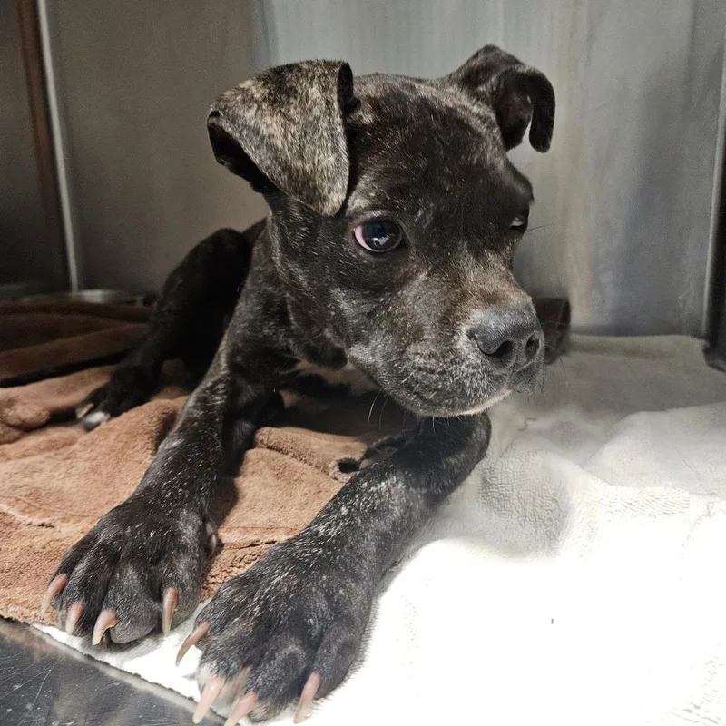 A young small-sized male Brindle Boxer dog named Leif for adoption in Greensboro, NC