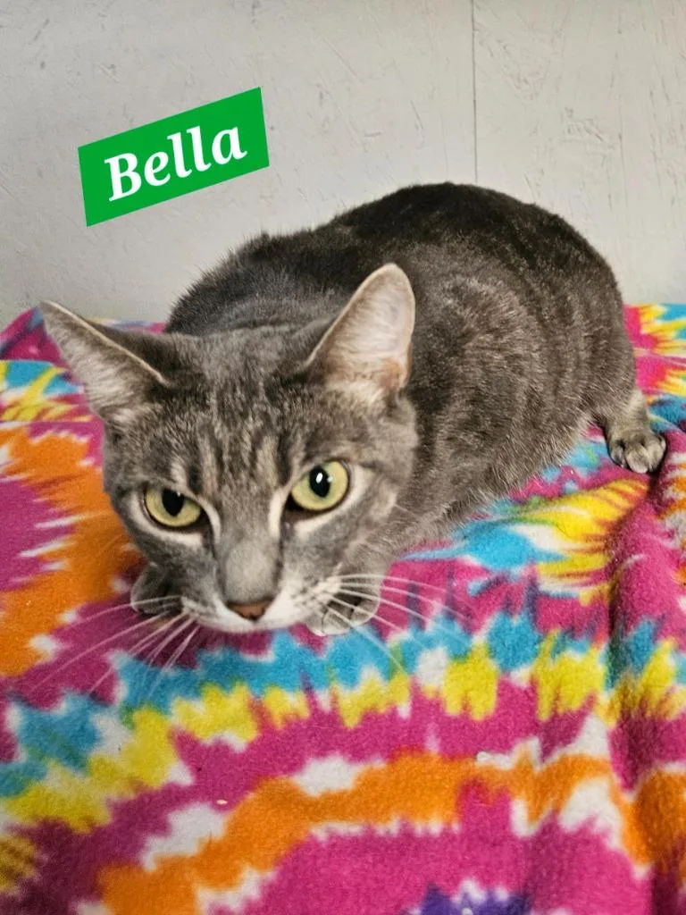 A baby medium-sized female Domestic Short Hair cat named Bella for adoption in Manchester, TN