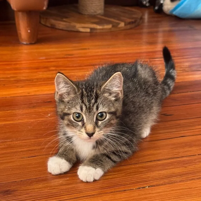 A baby small-sized male Domestic Short Hair cat named Milk Dud for adoption in Gibsonia, PA
