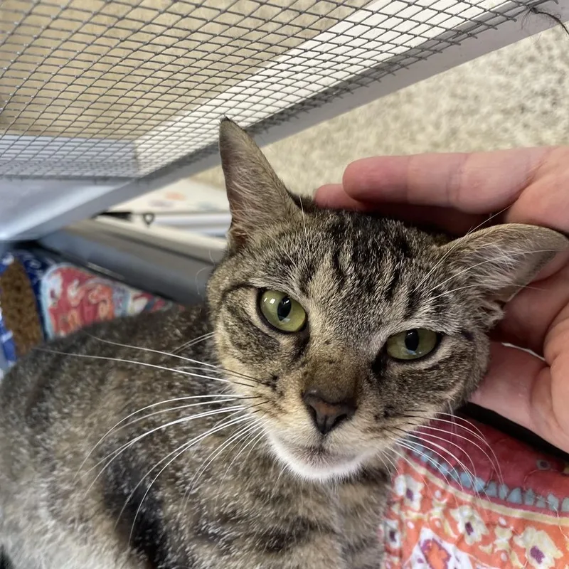 An adult medium-sized female Brown / Chocolate Domestic Short Hair cat named Melba for adoption in Brownsboro, AL