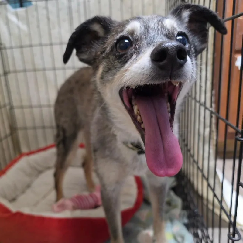 A senior small-sized male Gray / Blue / Silver Chihuahua dog named Rufus for adoption in Jefferson city, TN