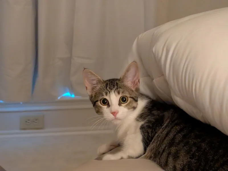 A baby medium-sized female Tabby (Buff / Tan / Fawn) Tabby cat named Cookie for adoption in Parker, TX