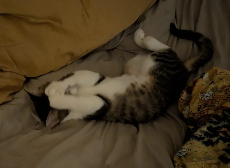Cookie thumbnail 2