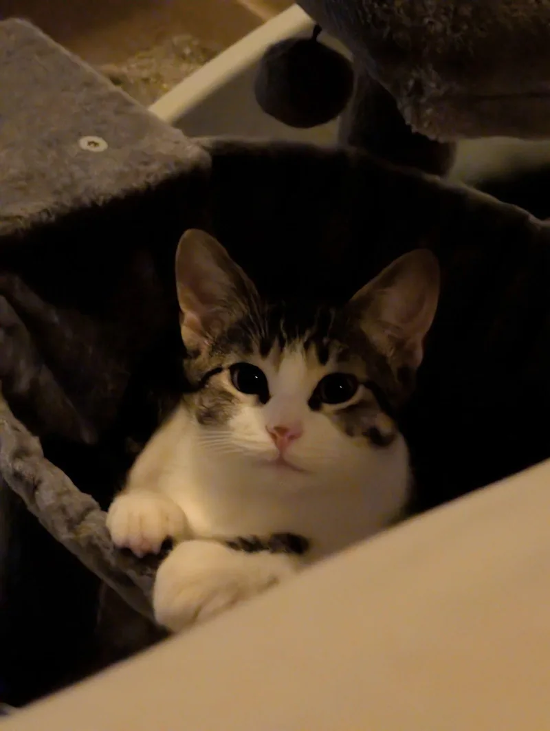 Cookie thumbnail 3