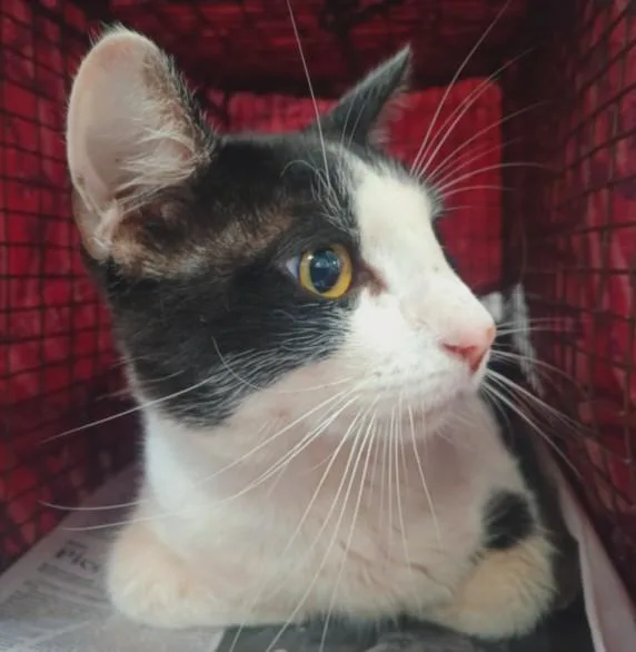 A young small-sized male Domestic Short Hair cat named Wilson for adoption in Los Angeles, CA