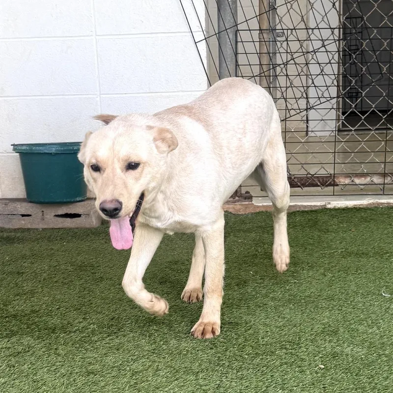 An adult medium-sized female White / Cream Shepherd dog named Amelia for adoption in LOXAHATCHEE, FL