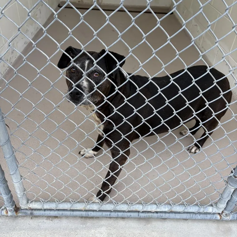 An adult large-sized female Black Mixed Breed dog named Missy for adoption in Newark, NJ