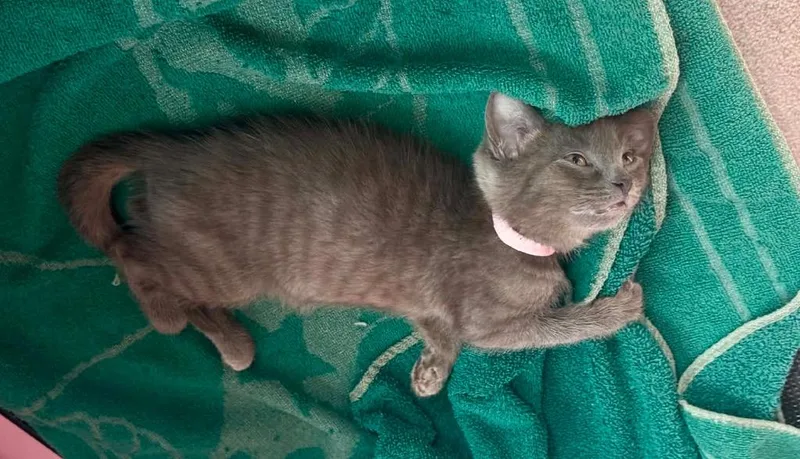 A baby small-sized female Domestic Short Hair cat named Pink for adoption in Gorham, ME