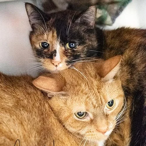 A senior large-sized female Tortoiseshell Domestic Short Hair cat named Ginger for adoption in Brockton, MA