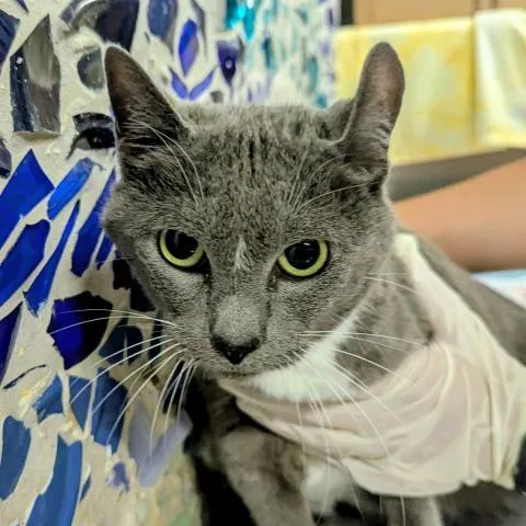 A senior medium-sized female Domestic Short Hair cat named Baby for adoption in Pensacola, FL