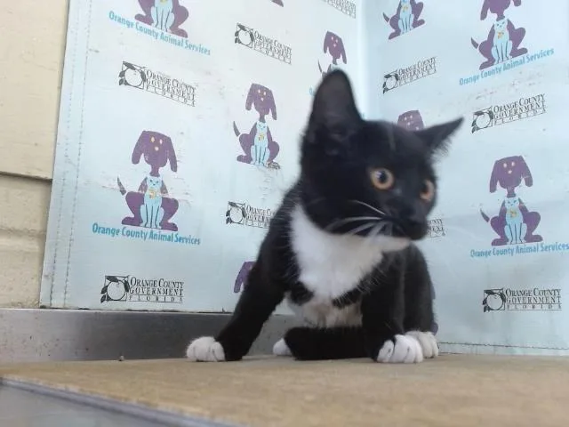 A baby small-sized male Domestic Short Hair cat named Night for adoption in Orlando, FL