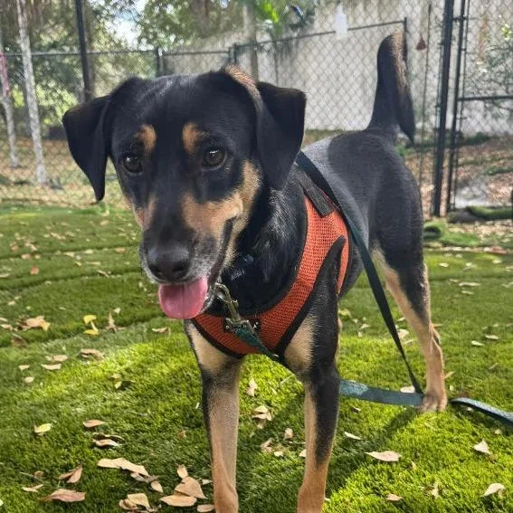 An adult medium-sized male Black Hound dog named Gilbert for adoption in Lauderhill, FL