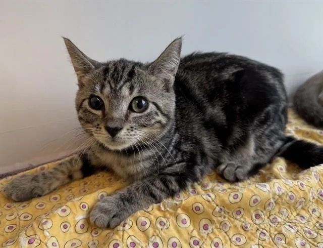 An adult small-sized female Domestic Short Hair cat named Ajax for adoption in Sarasota, FL