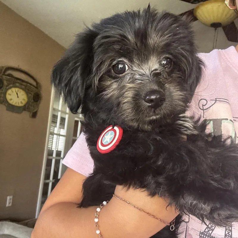 A baby small-sized female Miniature Poodle dog named Princess for adoption in Calimesa, CA