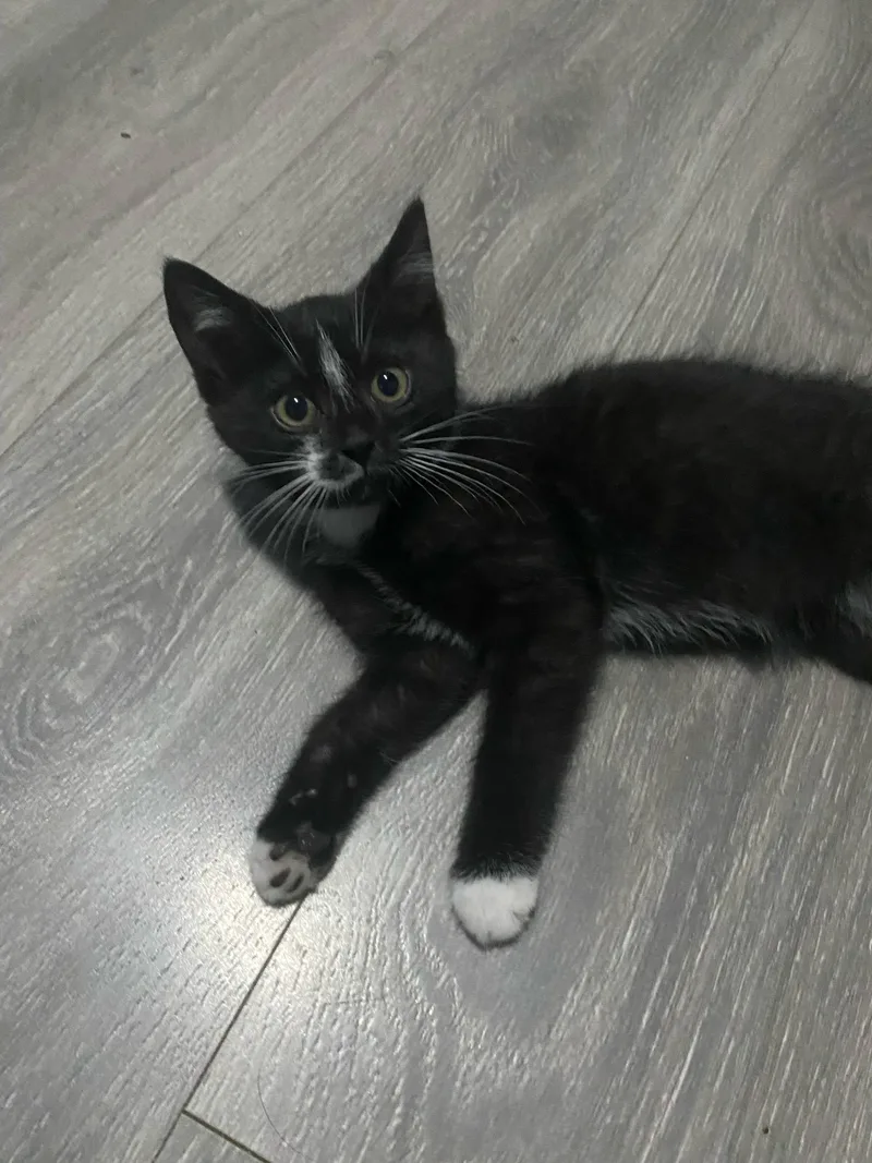 Alfie thumbnail 5