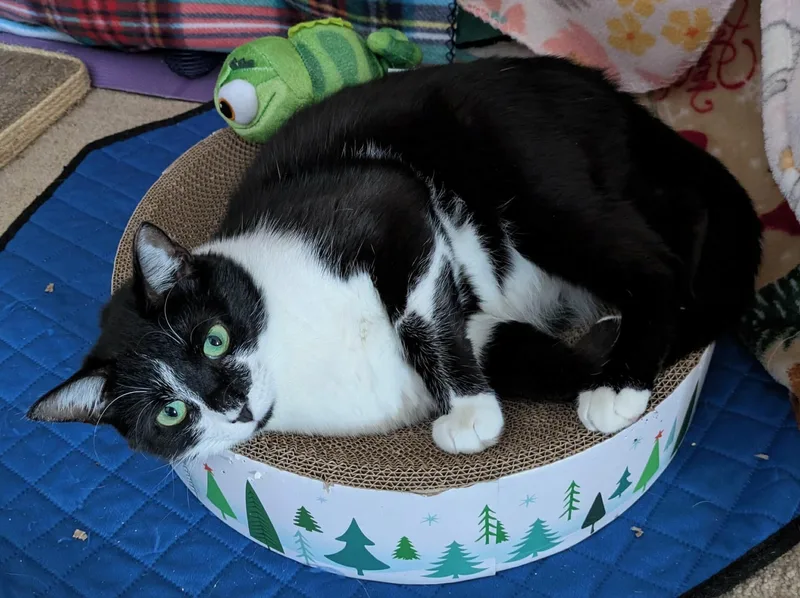 Mac  Indooroutdoor thumbnail 2