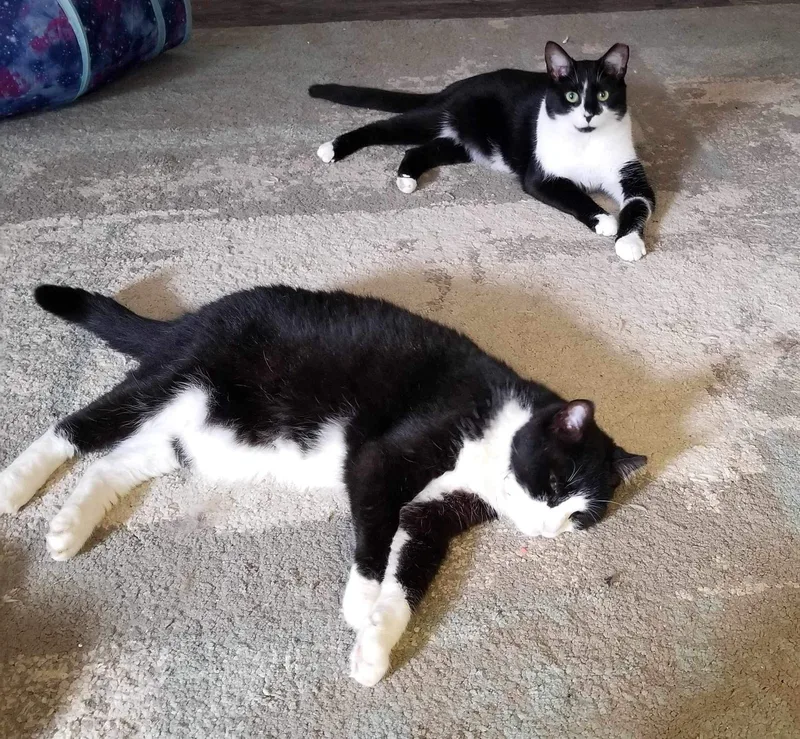 Mac  Indooroutdoor thumbnail 3