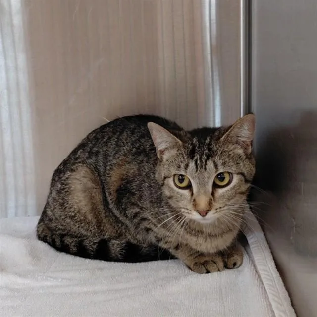 A young small-sized female Domestic Short Hair cat named Hillary for adoption in Huntsville, AL