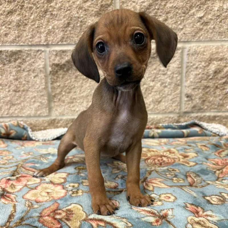 A baby small-sized male Brown / Chocolate Dachshund dog named Theodore for adoption in Beaumont, TX