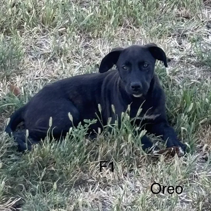 A baby large-sized female Great Pyrenees dog named Oreo for adoption in Tulsa, OK