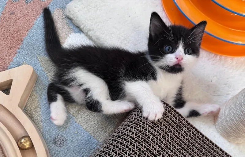 Kylo