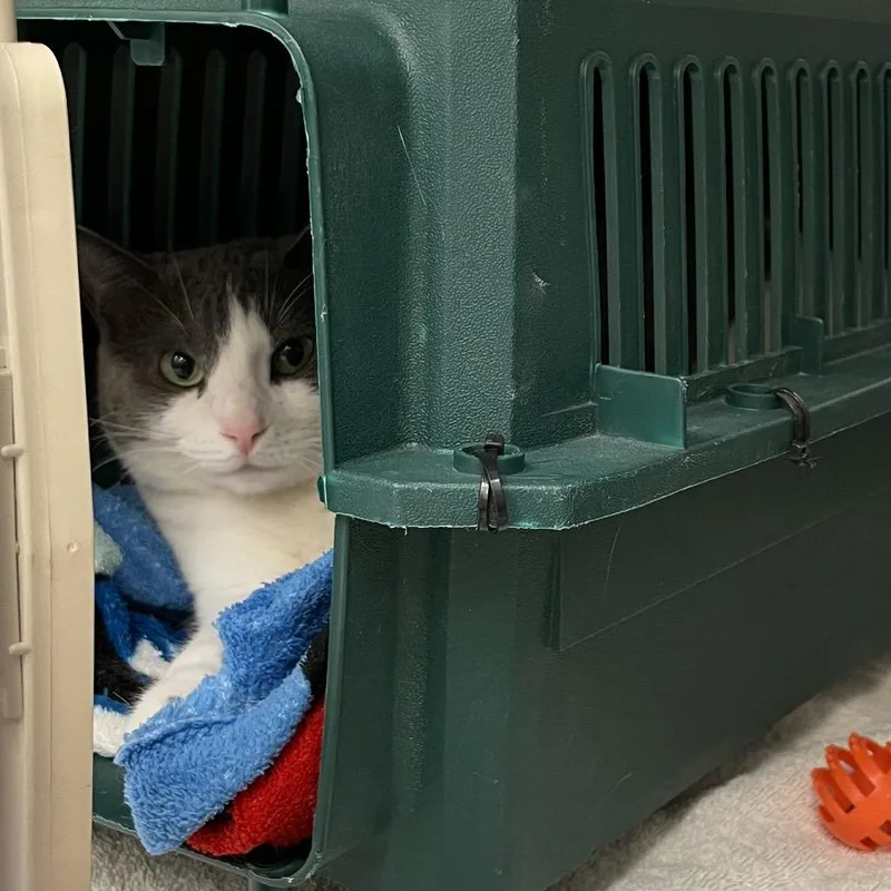 An adult large-sized female Domestic Short Hair cat named Ace Career Cat for adoption in Enfield, NH