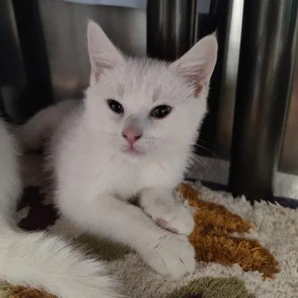 A baby small-sized male Domestic Short Hair cat named Slinky for adoption in Voorhees, NJ