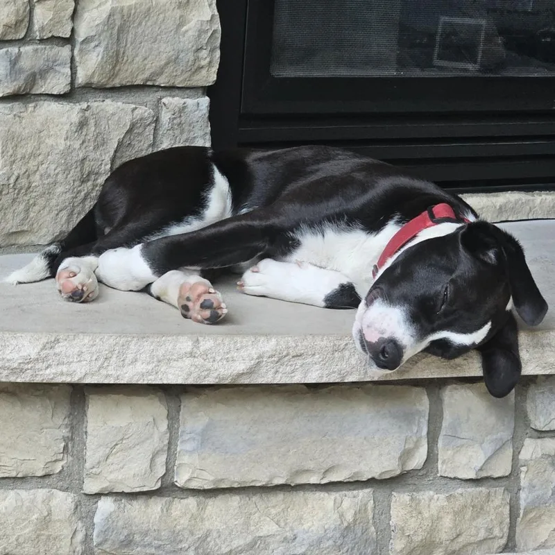 A young medium-sized male Labrador Retriever dog named Atlas for adoption in Cincinnati, OH