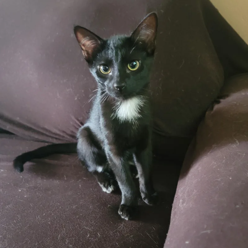 A young medium-sized male Black & White / Tuxedo American Shorthair cat named Yodo the Yummiest for adoption in New York, NY