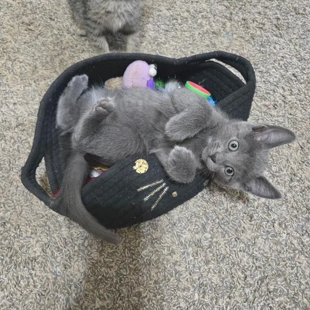 A baby small-sized male Gray / Blue / Silver Domestic Short Hair cat named Cassian for adoption in Mesa, AZ