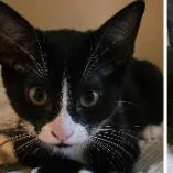 A baby small-sized female Black Domestic Short Hair cat named Fancy Nancy for adoption in Boerne, TX