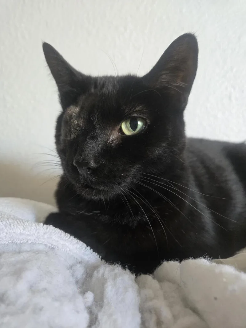 An adult medium-sized female Black Domestic Short Hair cat named Uno Chan Fluffington for adoption in Chandler, AZ