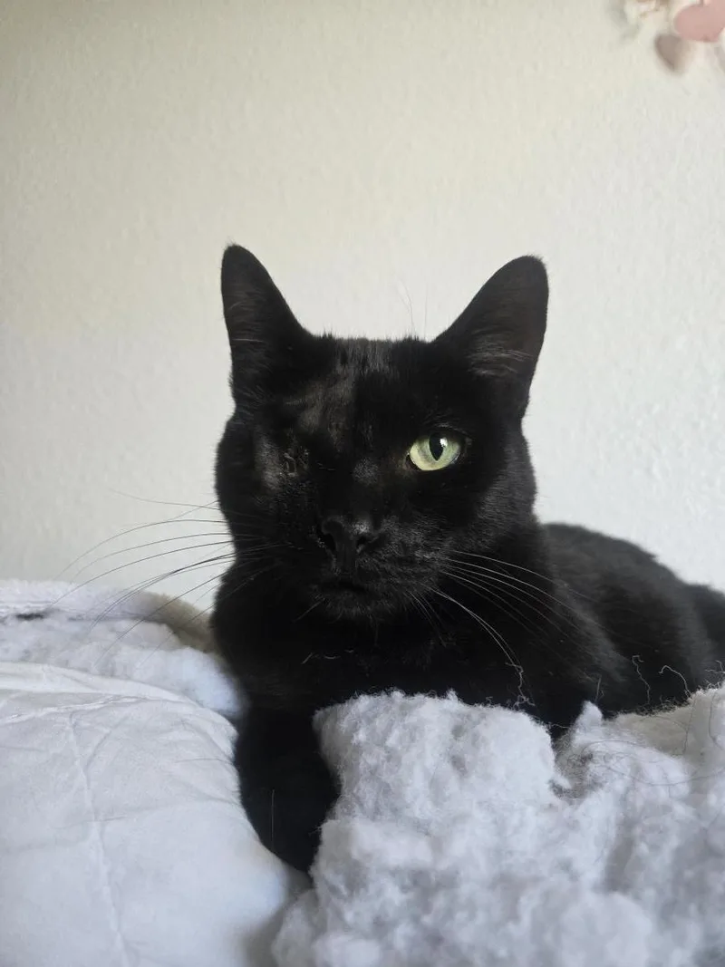 Uno Chan Fluffington thumbnail 2