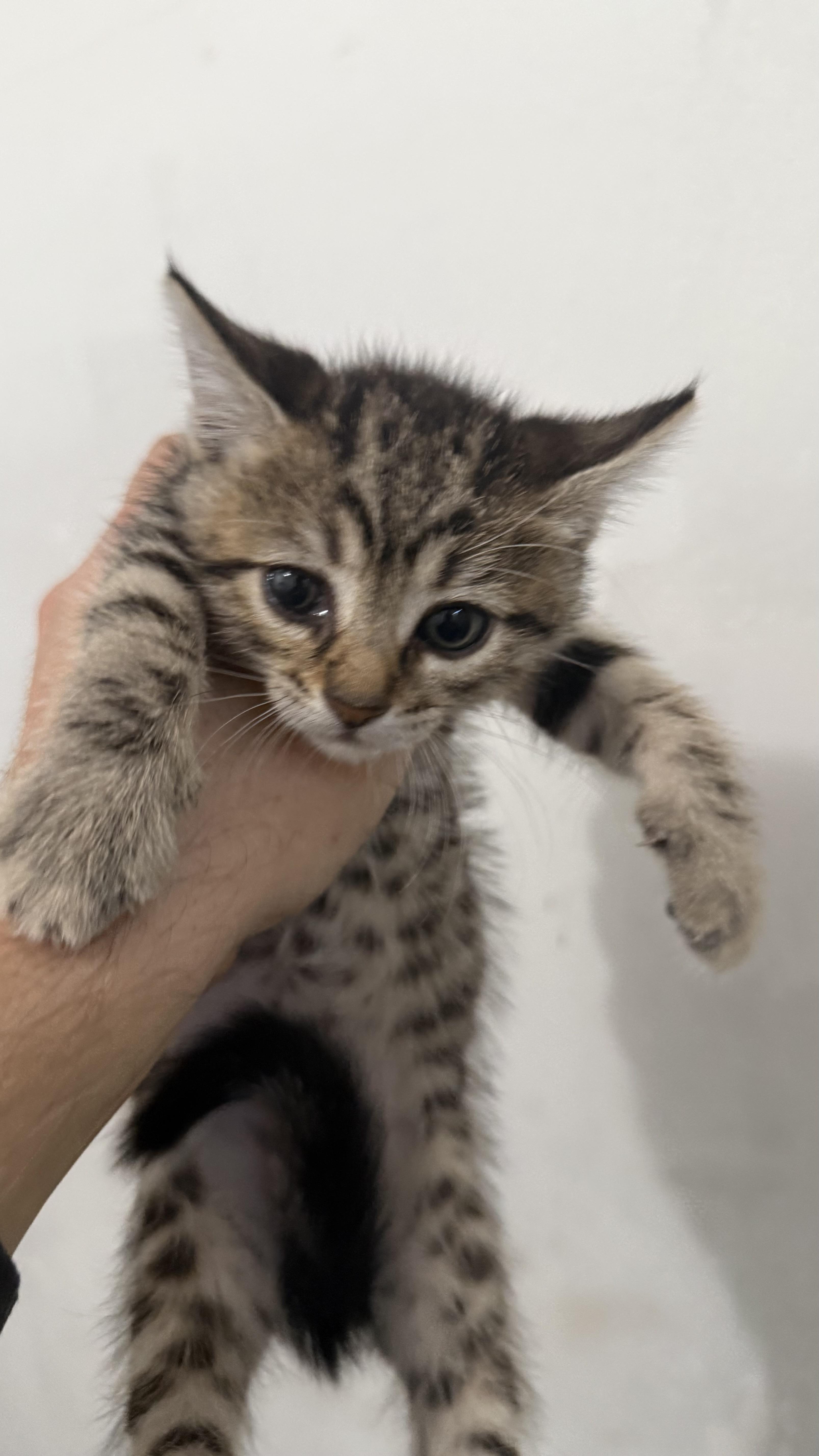 A baby small-sized male Tabby (Buff / Tan / Fawn) Domestic Short Hair cat named Diamond for adoption in Sherman Oaks, CA