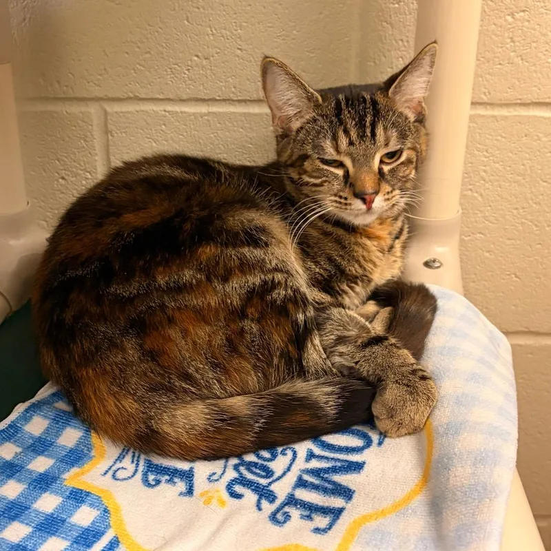 A young medium-sized female Brown / Chocolate Domestic Short Hair cat named Scarlett for adoption in Bristol, IN