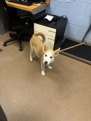 A baby medium-sized female Mixed Breed dog named Car Wash Committee for adoption in Chamblee, GA