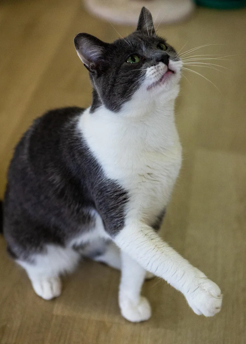 An adult medium-sized male Gray & White Domestic Short Hair cat named Silas for adoption in Branford, CT