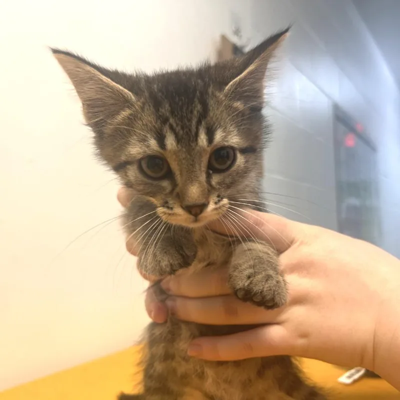 A baby small-sized male Brown / Chocolate Domestic Short Hair cat named Cinnamon for adoption in Albert Lea, MN