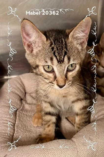 A baby medium-sized female Tabby (Brown / Chocolate) Domestic Short Hair cat named Mabel for adoption in Marietta, GA