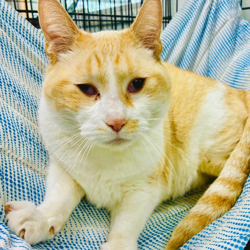 An adult small-sized male Orange / Red Domestic Short Hair cat named Sarge for adoption in Lebanon, MO