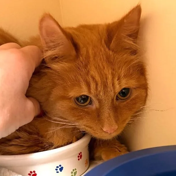 Simba