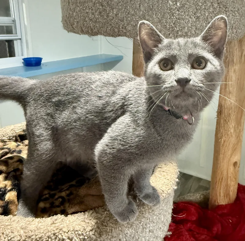A baby small-sized female Gray / Blue / Silver Domestic Short Hair cat named Caddie for adoption in Ashland, OH