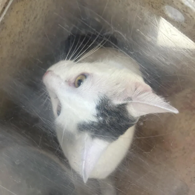 An adult medium-sized female White Domestic Short Hair cat named Evee for adoption in Philadelphia, PA