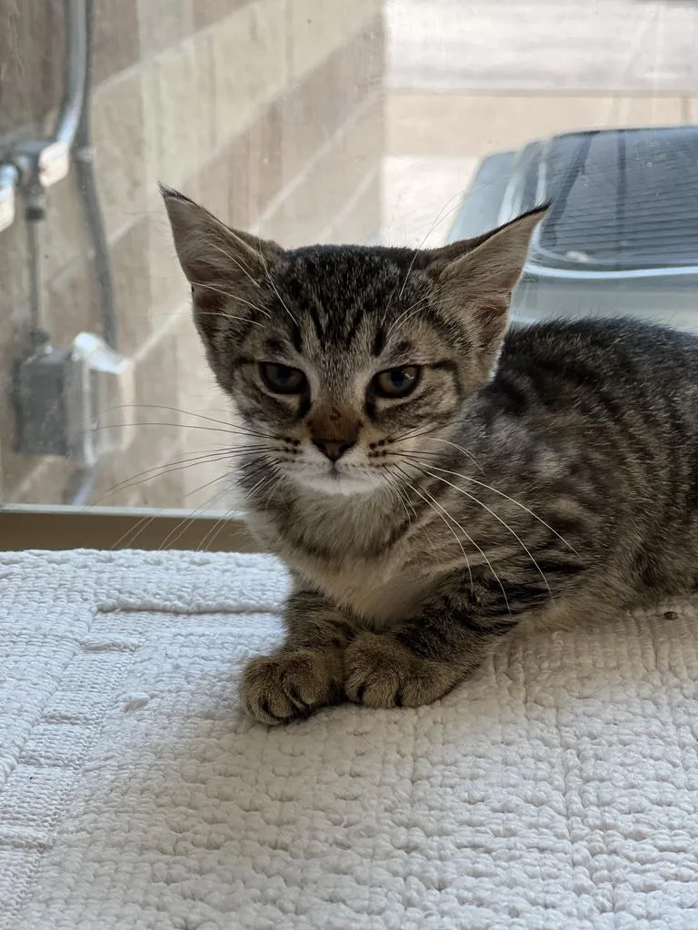 A young small-sized female Domestic Short Hair cat named Daisy Mae for adoption in Jackson, MI